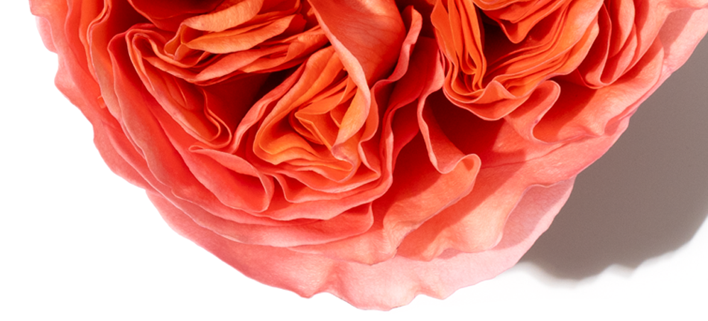 Bulgarian Rose Huomautus