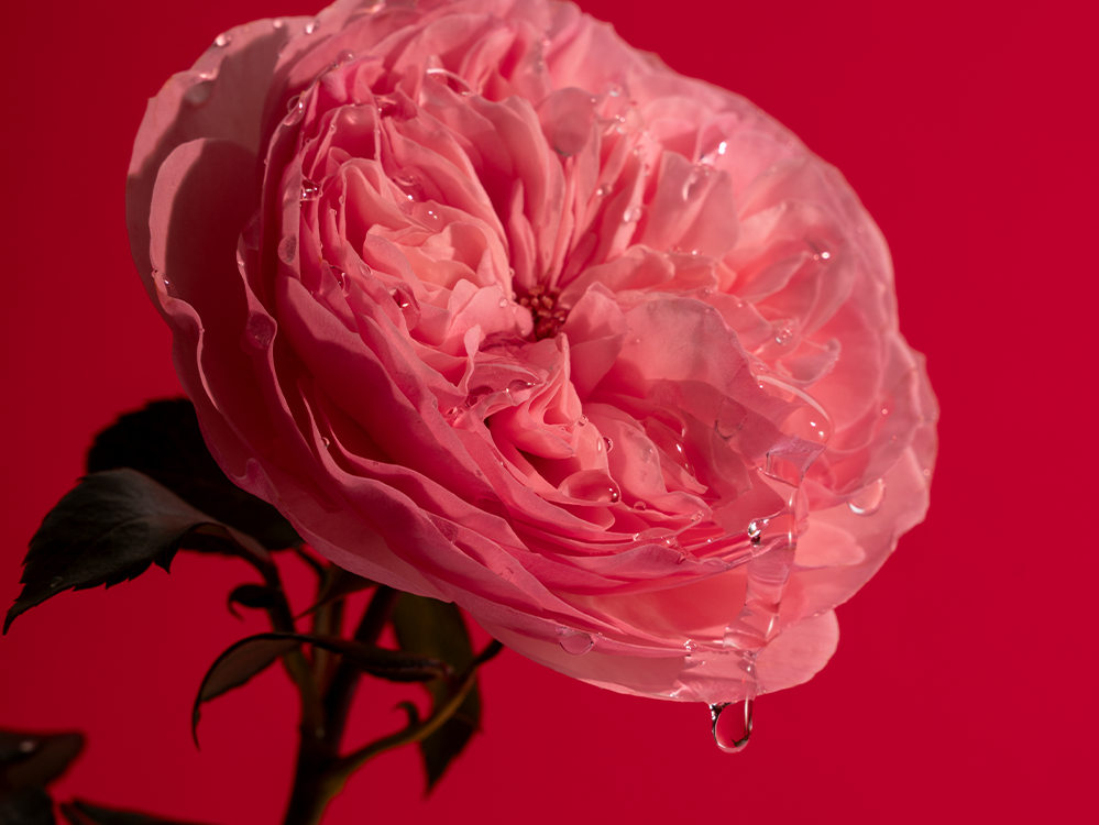 Tippuva Personal Rose